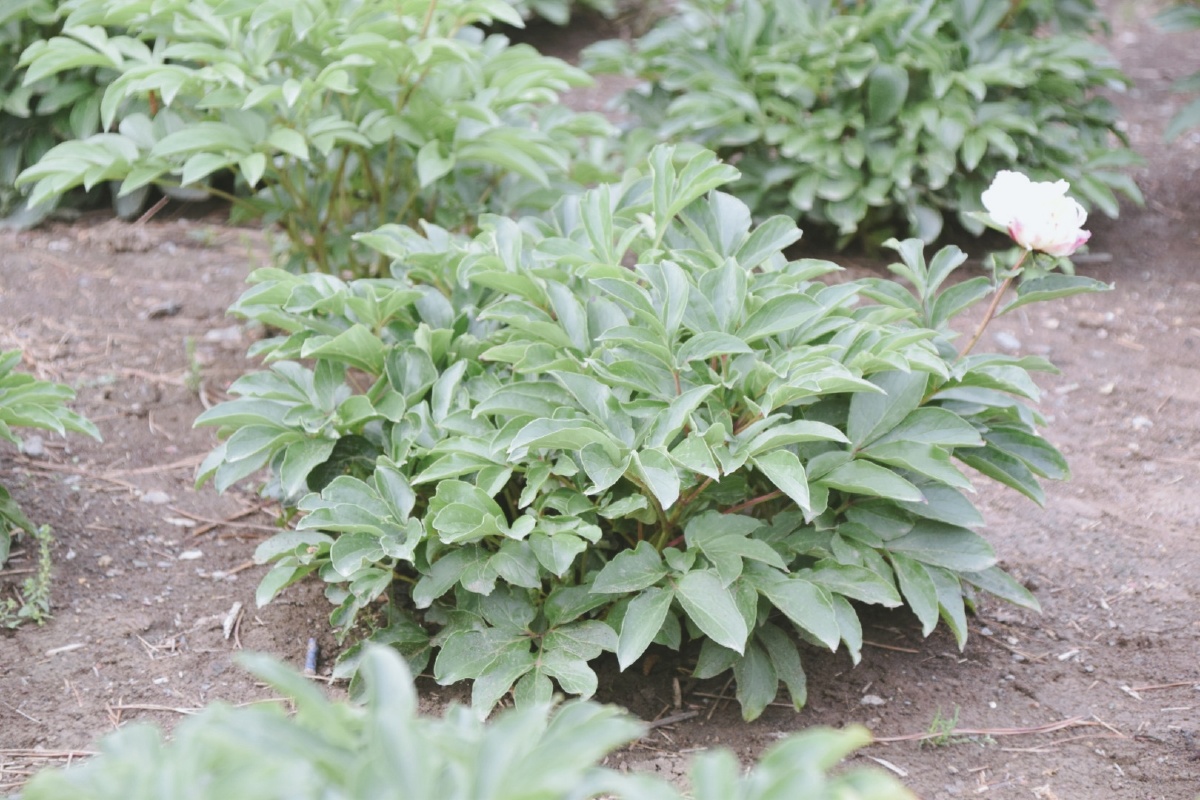 玄武药圃|只认识牡丹 芍药 他俩长得好像 - 乌蛮 - 图虫