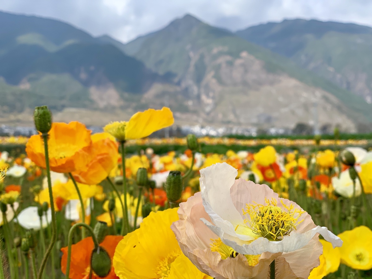 众乐乐不如独乐乐