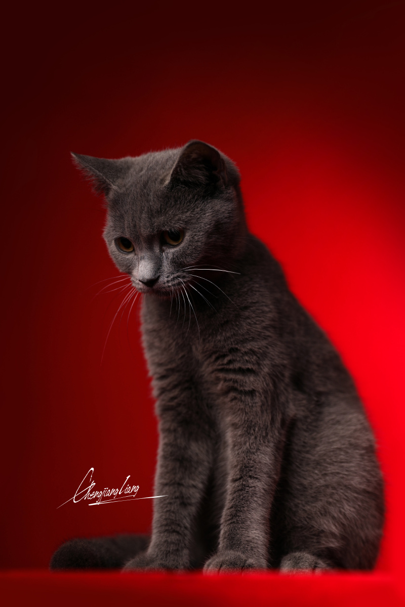 宠物英短蓝猫 - 初心灬 - 图虫