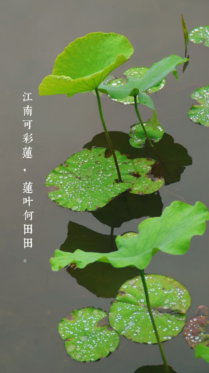 碎荷声是江南可采莲莲叶何田田是好雨知时节当春乃发生一场雨西湖梦寻