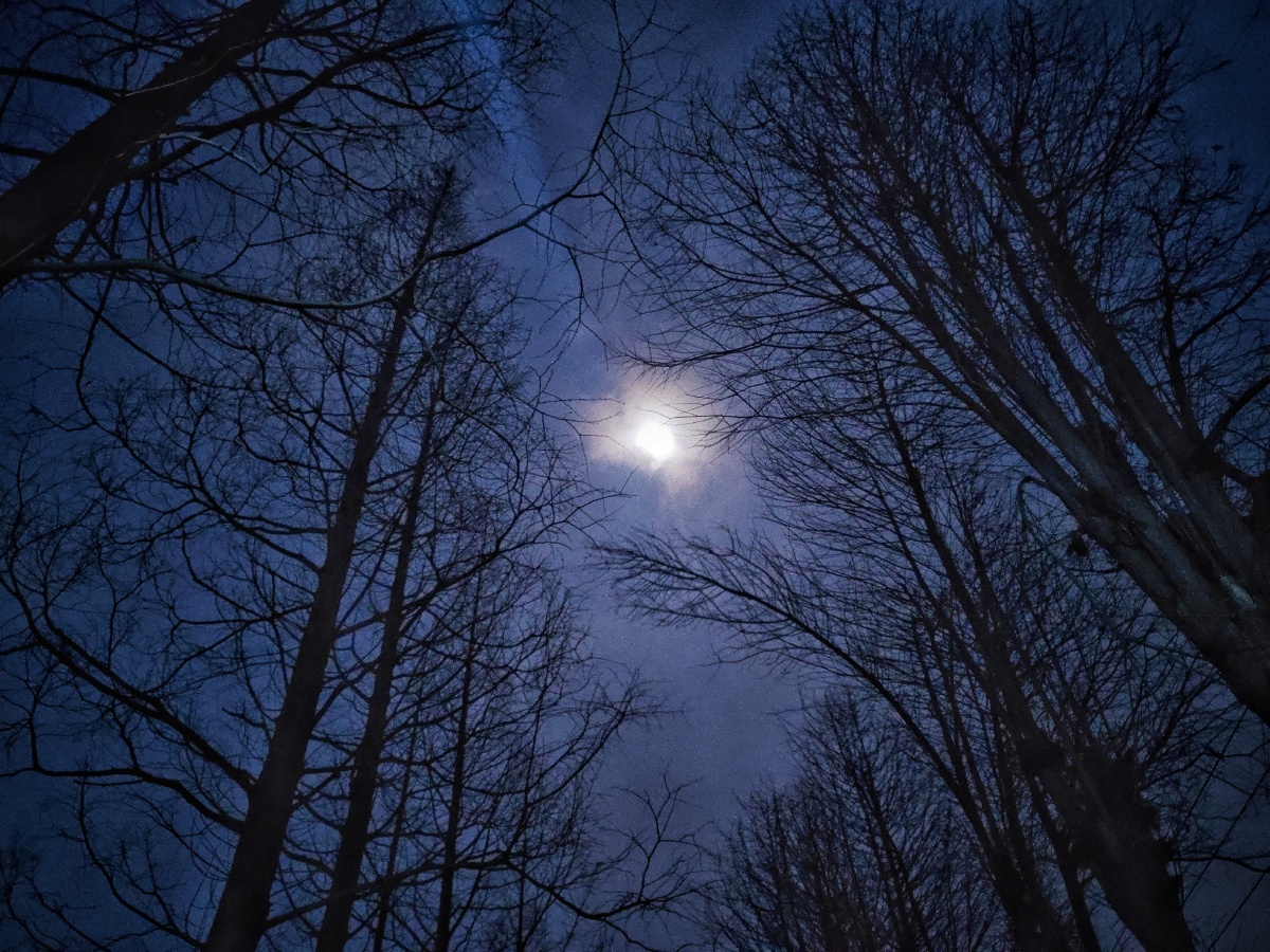 月夜- 张应嘉-手机摄影 - 图虫