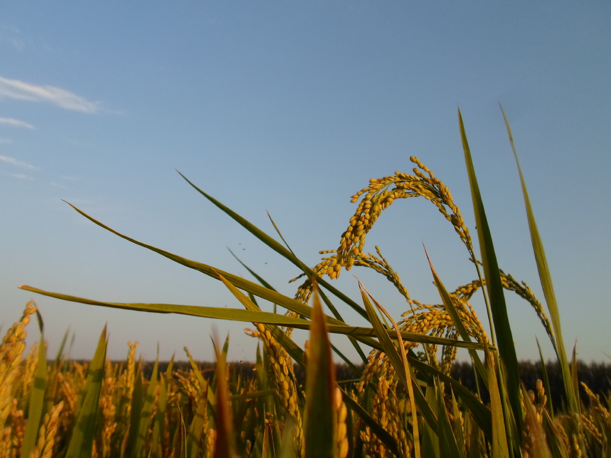 秋色水稻蜡熟期