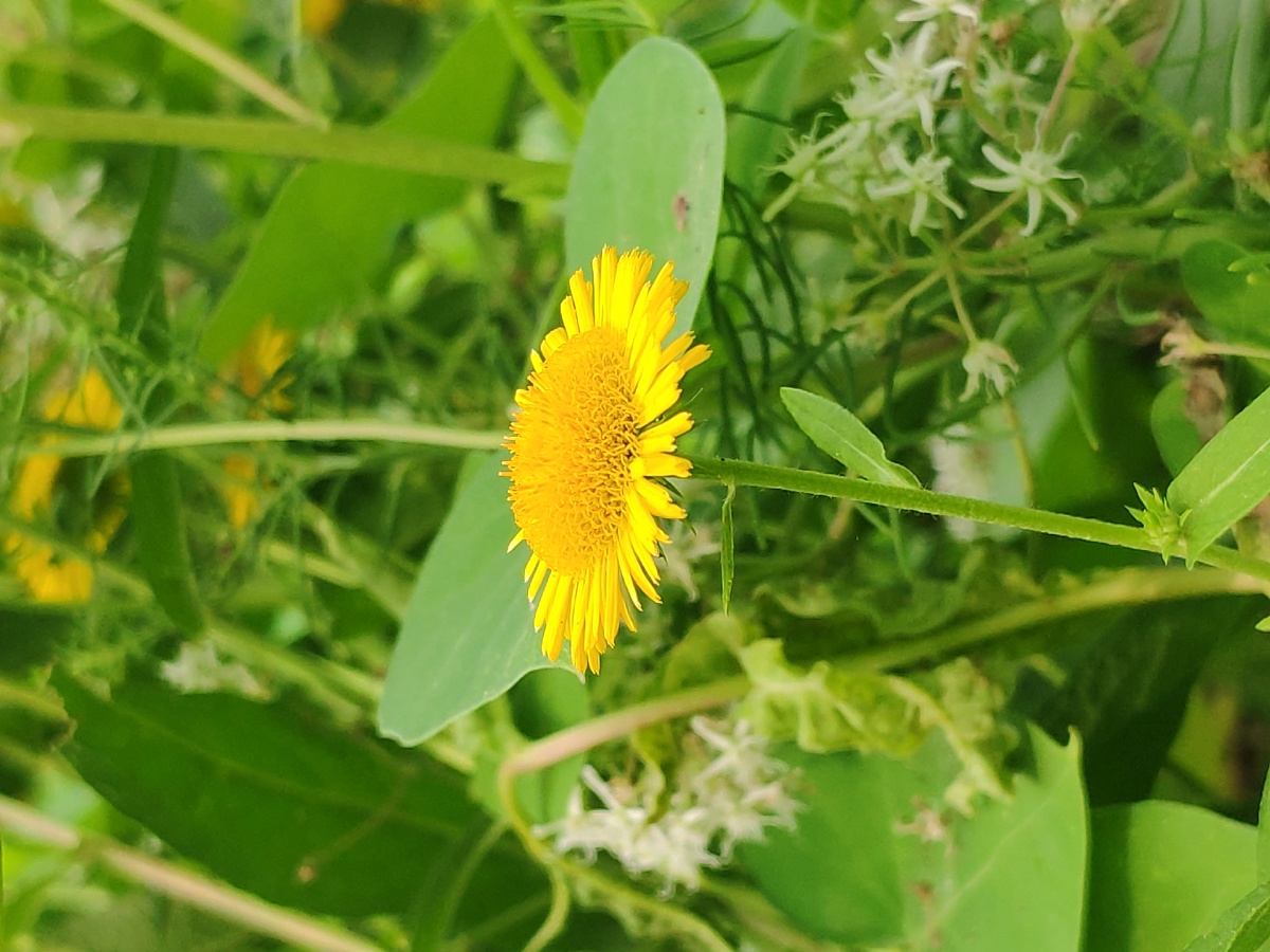 是菊科旋覆花属植物,多年生草本.