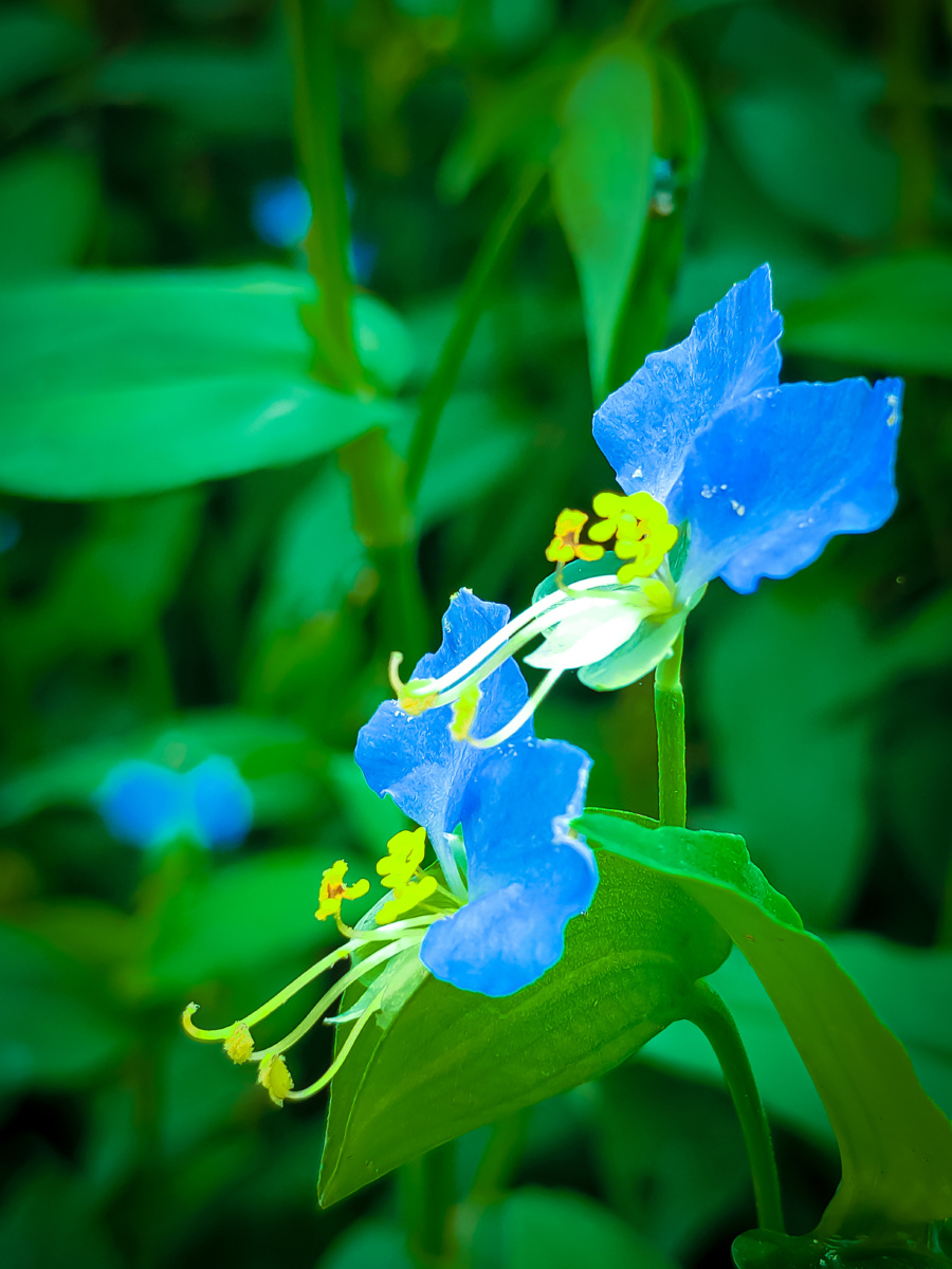 属粉状胚乳目,鸭跖草科,鸭跖草属一年生披散草本.