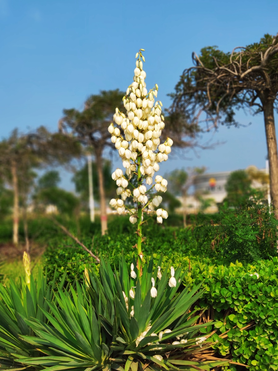 凤尾丝兰 - 沉沉沉醉 - 图虫