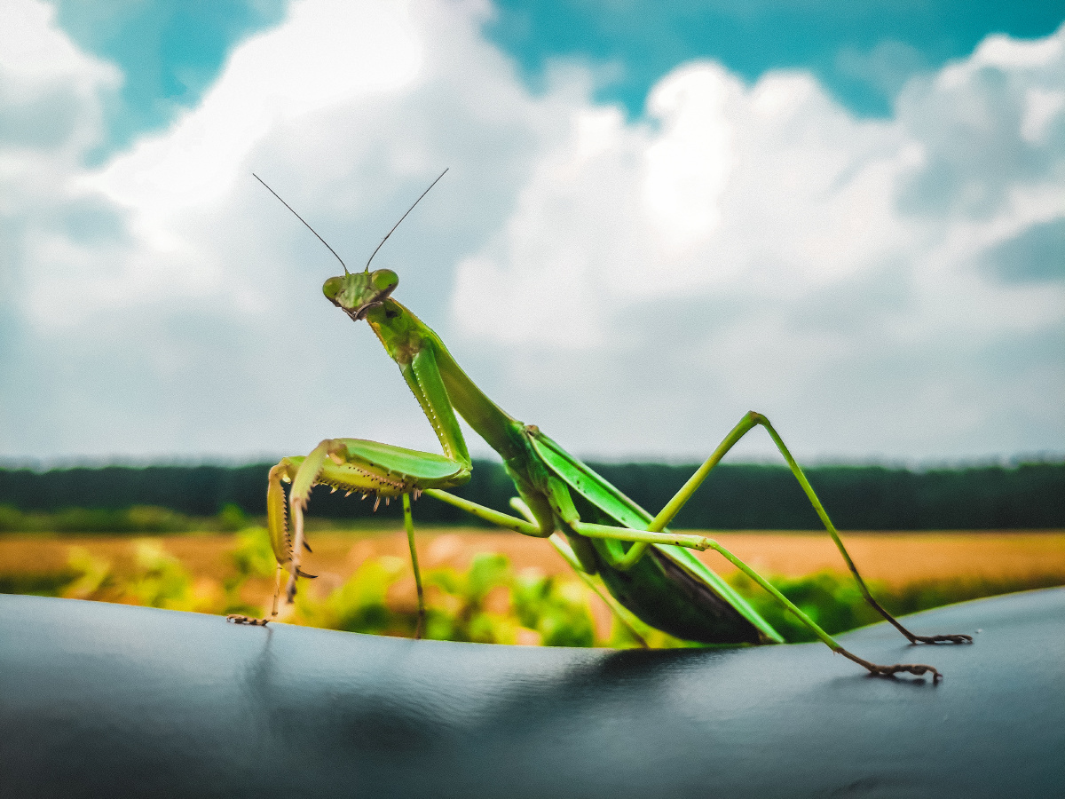 学名螳螂,亦称刀螂,无脊椎动物,属肉食性昆虫.