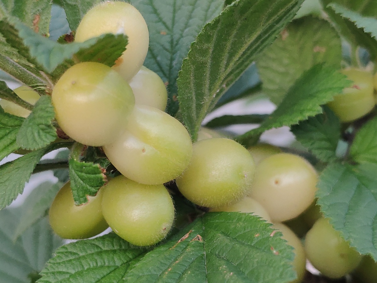 毛樱桃熟啦! - 沉沉沉醉