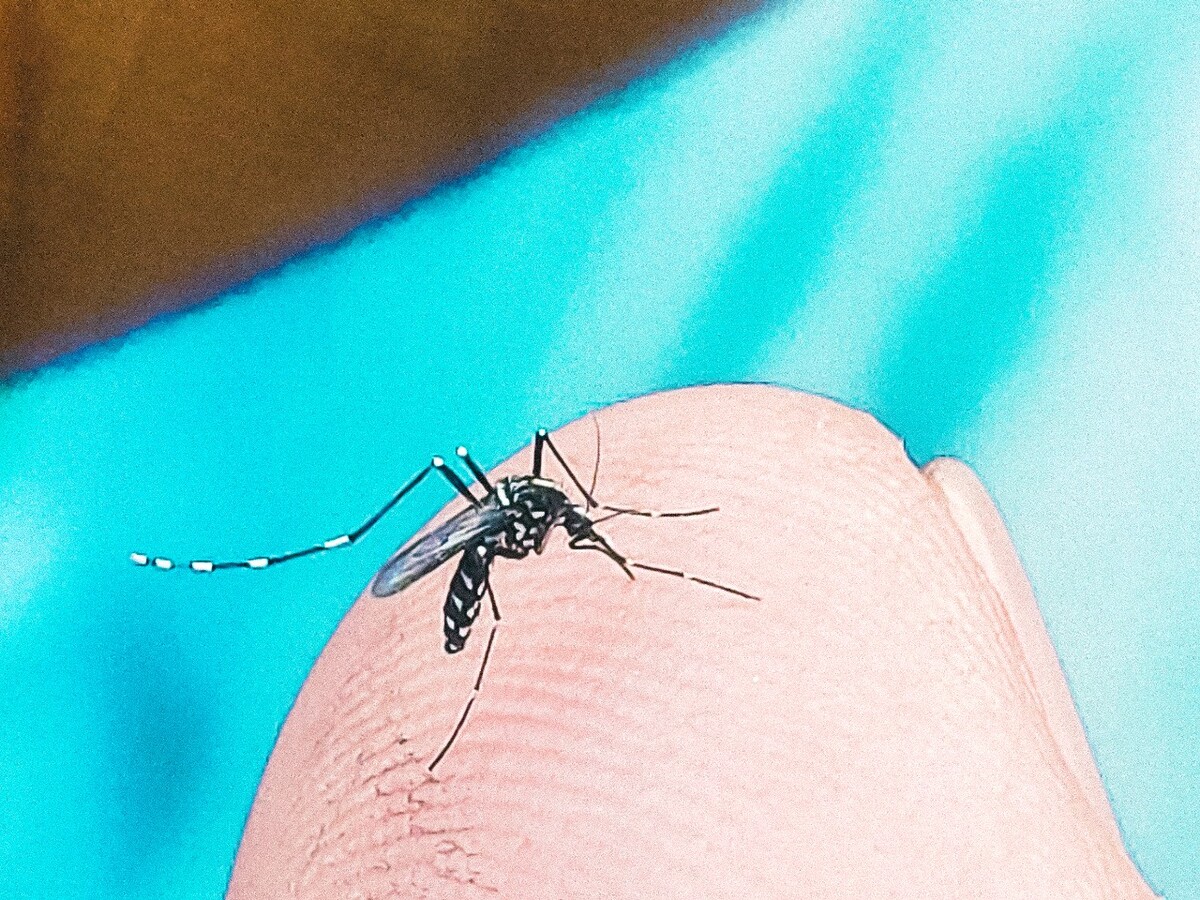 伊蚊真实图片
