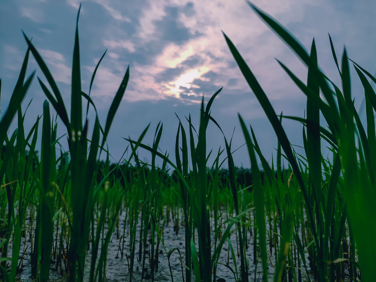 夕阳下的禾苗剪影