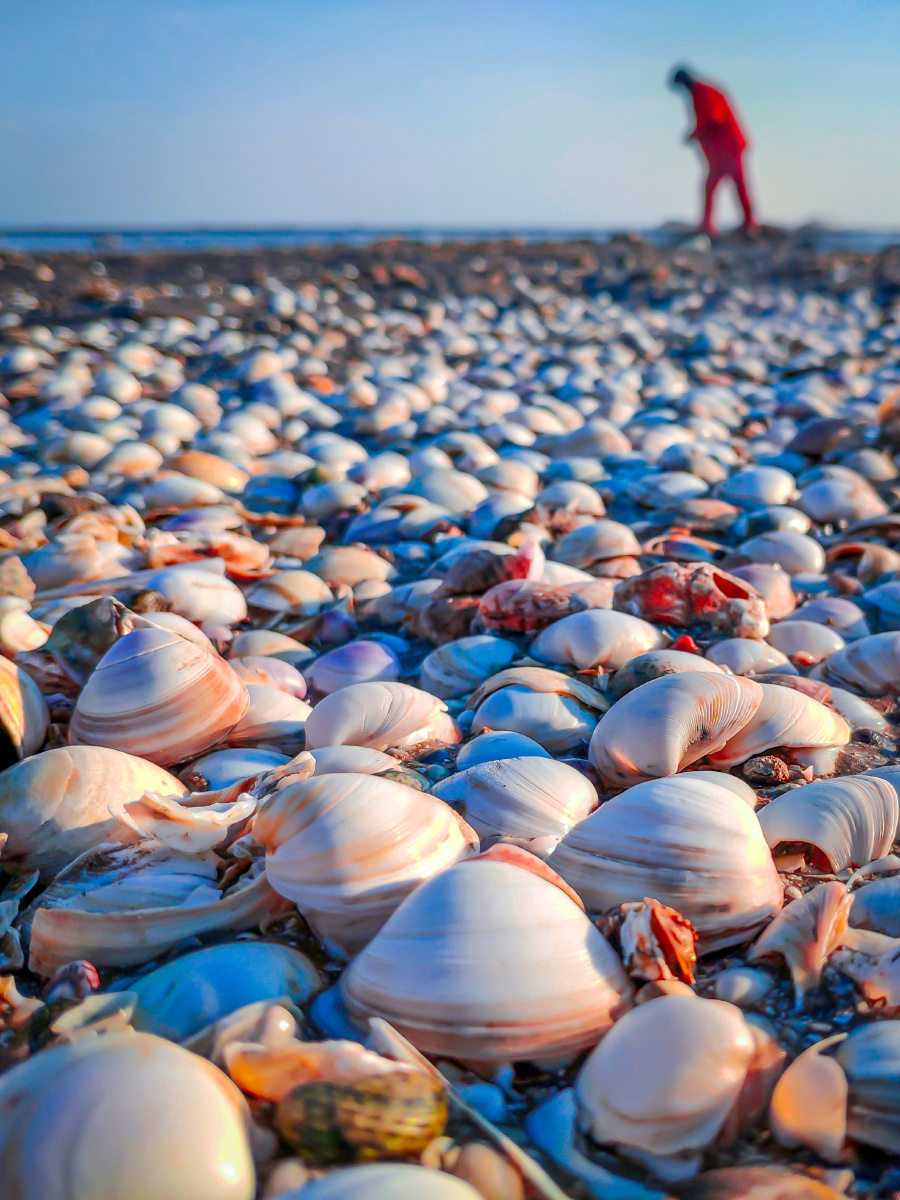 海边拾贝人