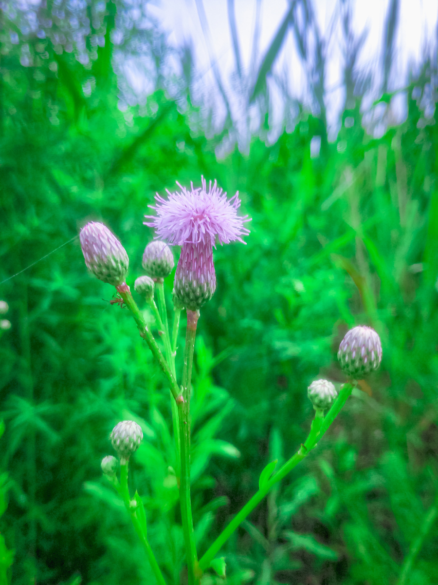 泥胡菜! - 沉沉沉醉 - 图虫