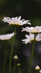 110876