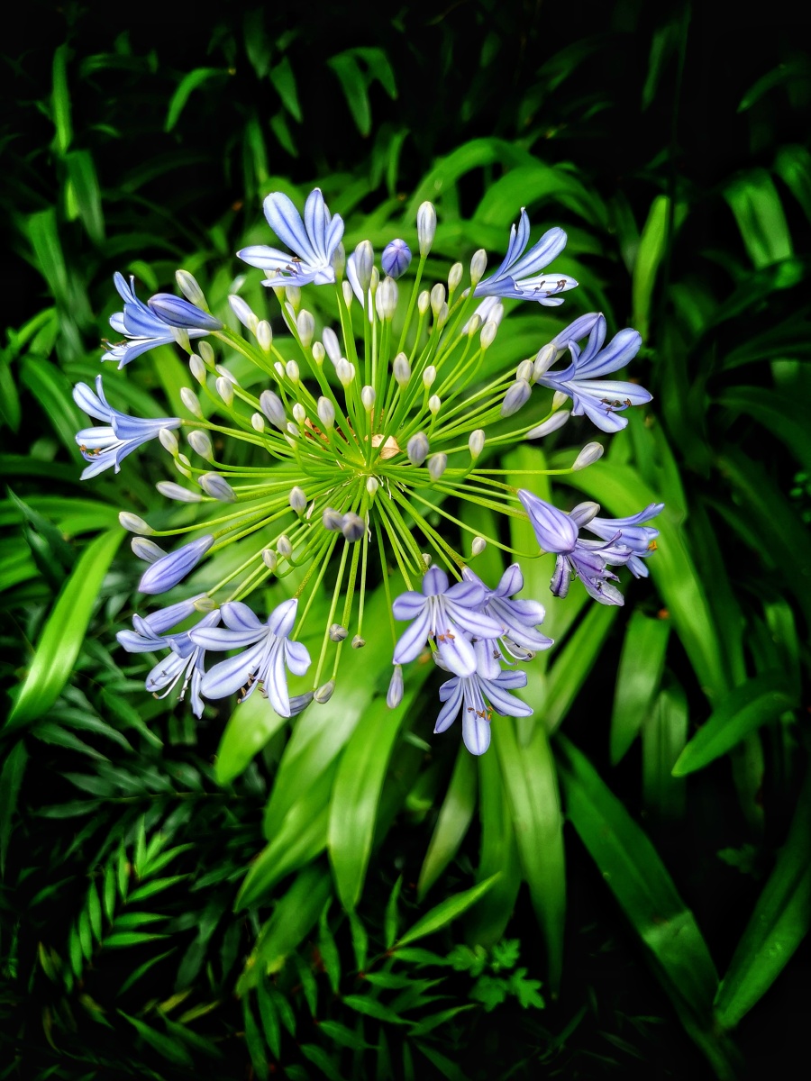 百子莲植物摄影