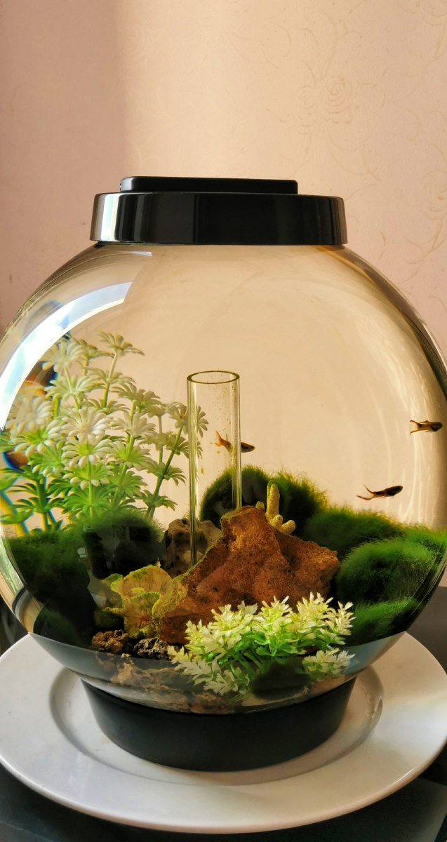 异形水族箱观赏鱼拍摄