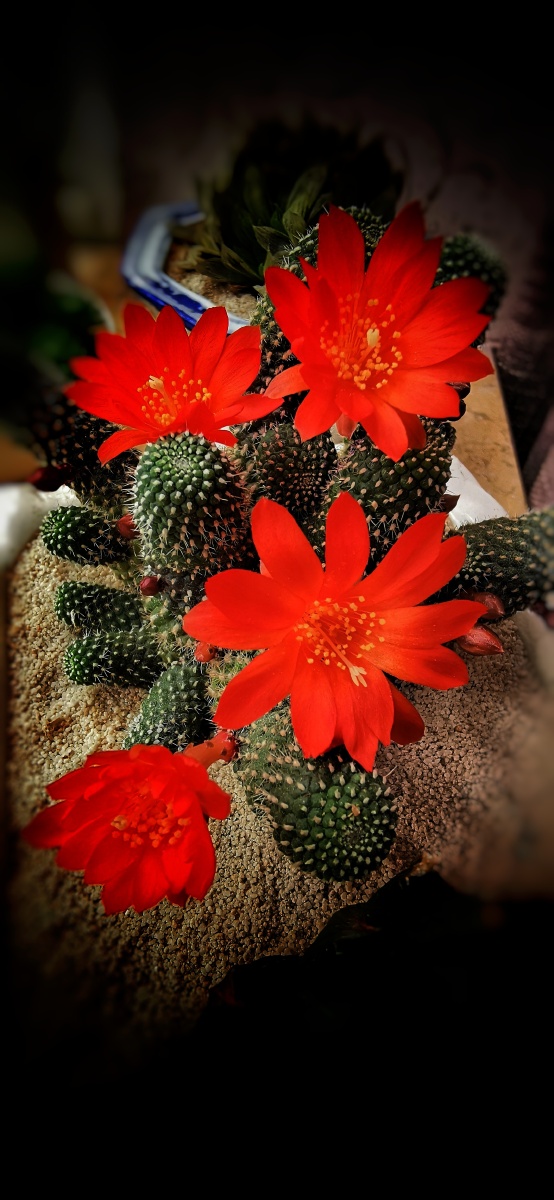 仙人球类开花季红艳艳先是一朵再两朵再三再四