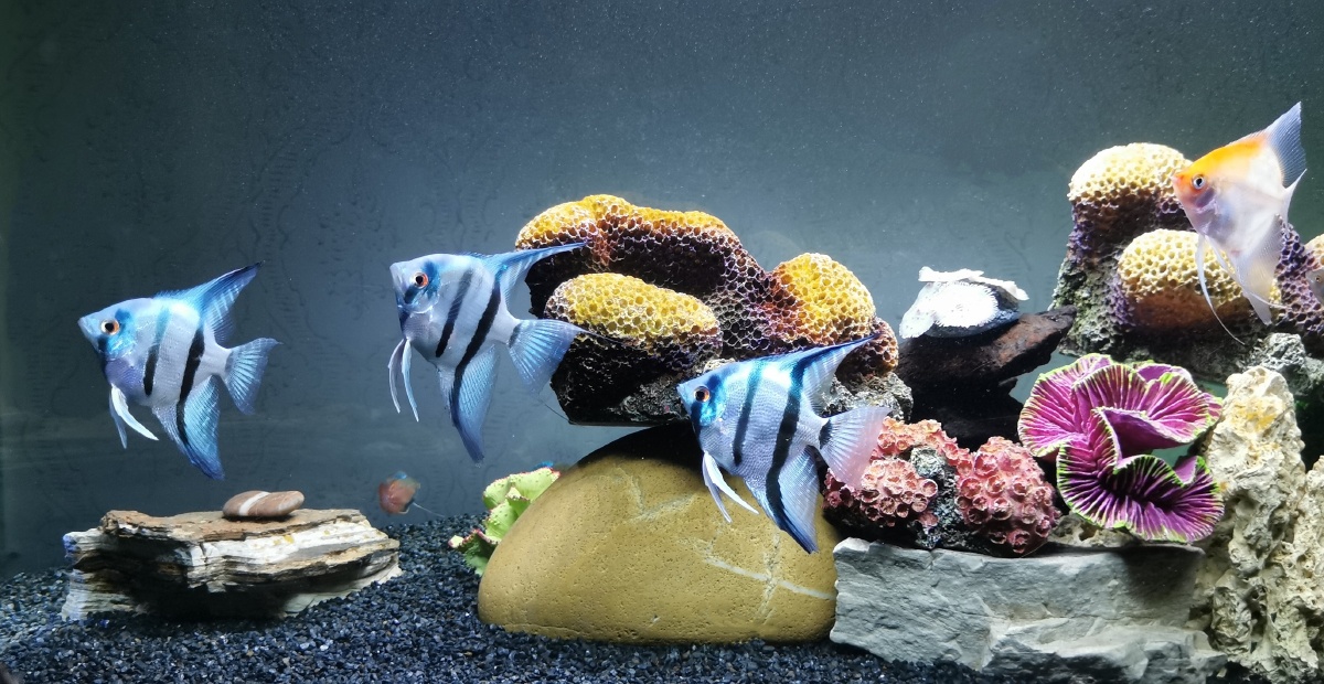 蓝魔神仙鱼水族观赏类