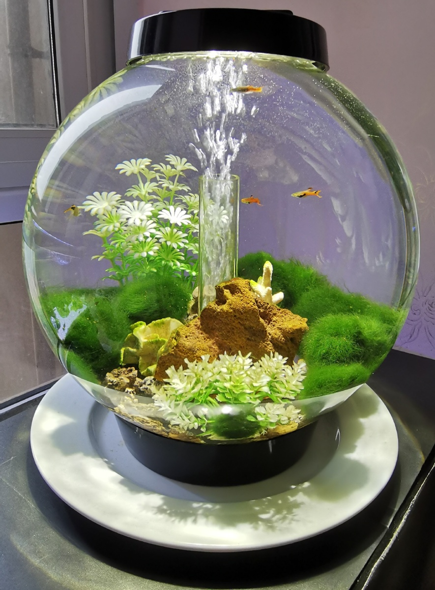 异形水族箱观赏鱼拍摄