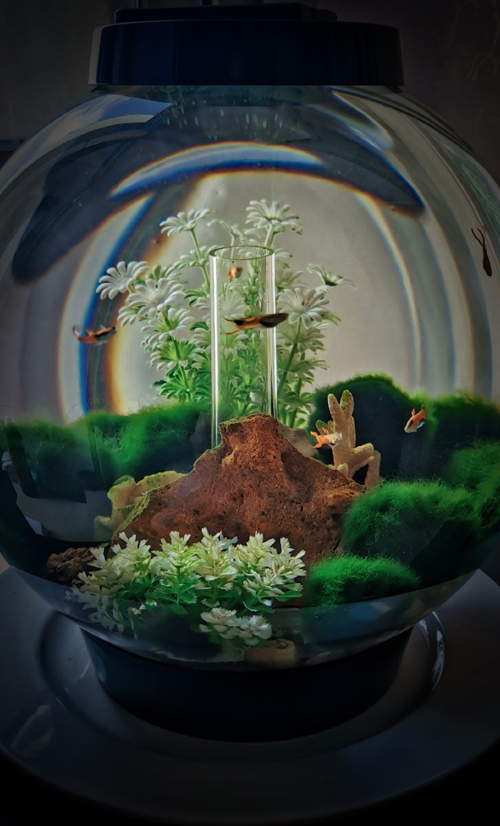 异形水族箱观赏鱼拍摄