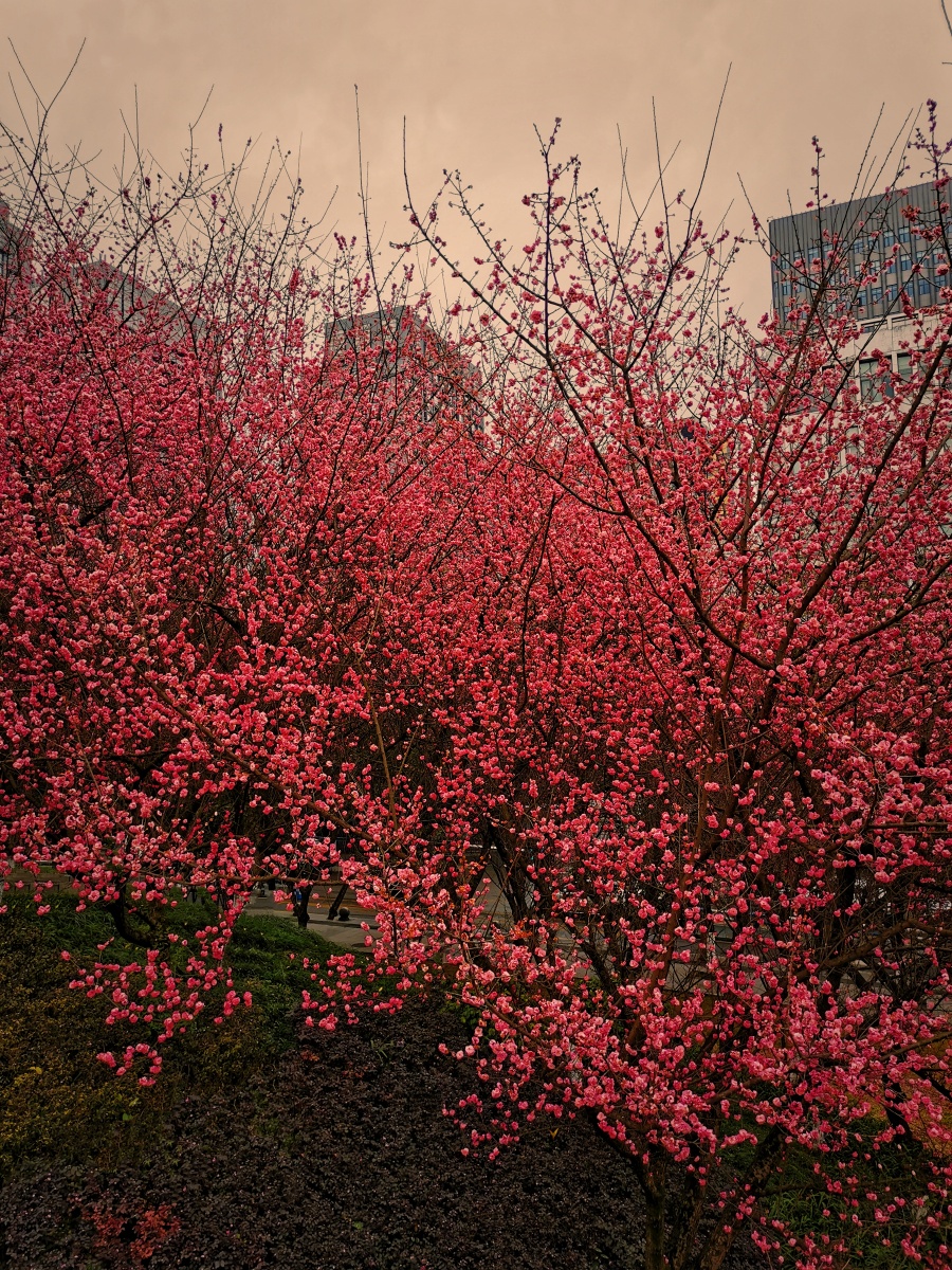 红似火二月红梅红梅与红桃花的区别前者是先开花后发芽后者是叶发芽