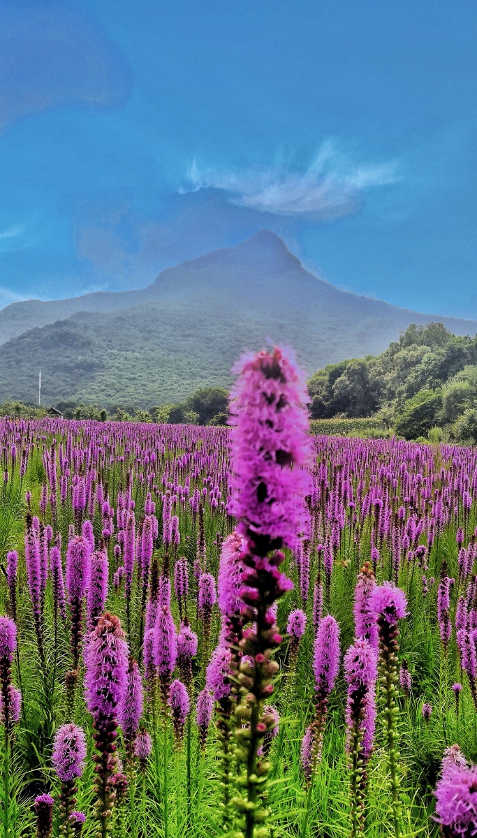 帽儿山花海掠影