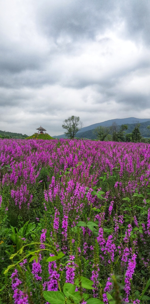 帽儿山花海掠影. - 镜拍静悟 - 图虫