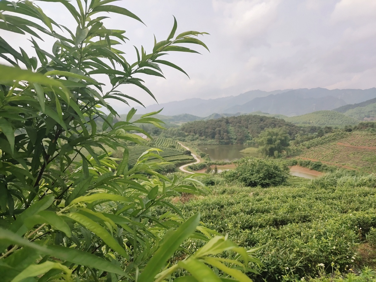 奉节脐橙苗木基地