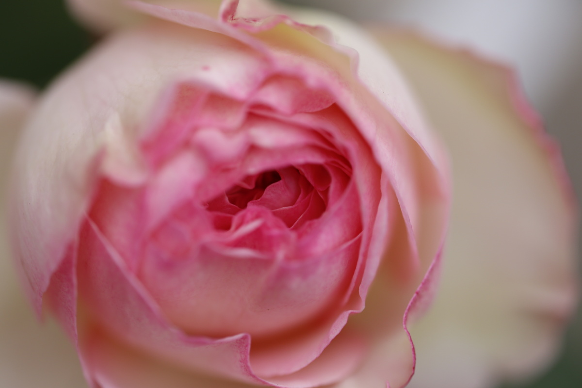 每年春天最盼望的花粉色龙沙宝石