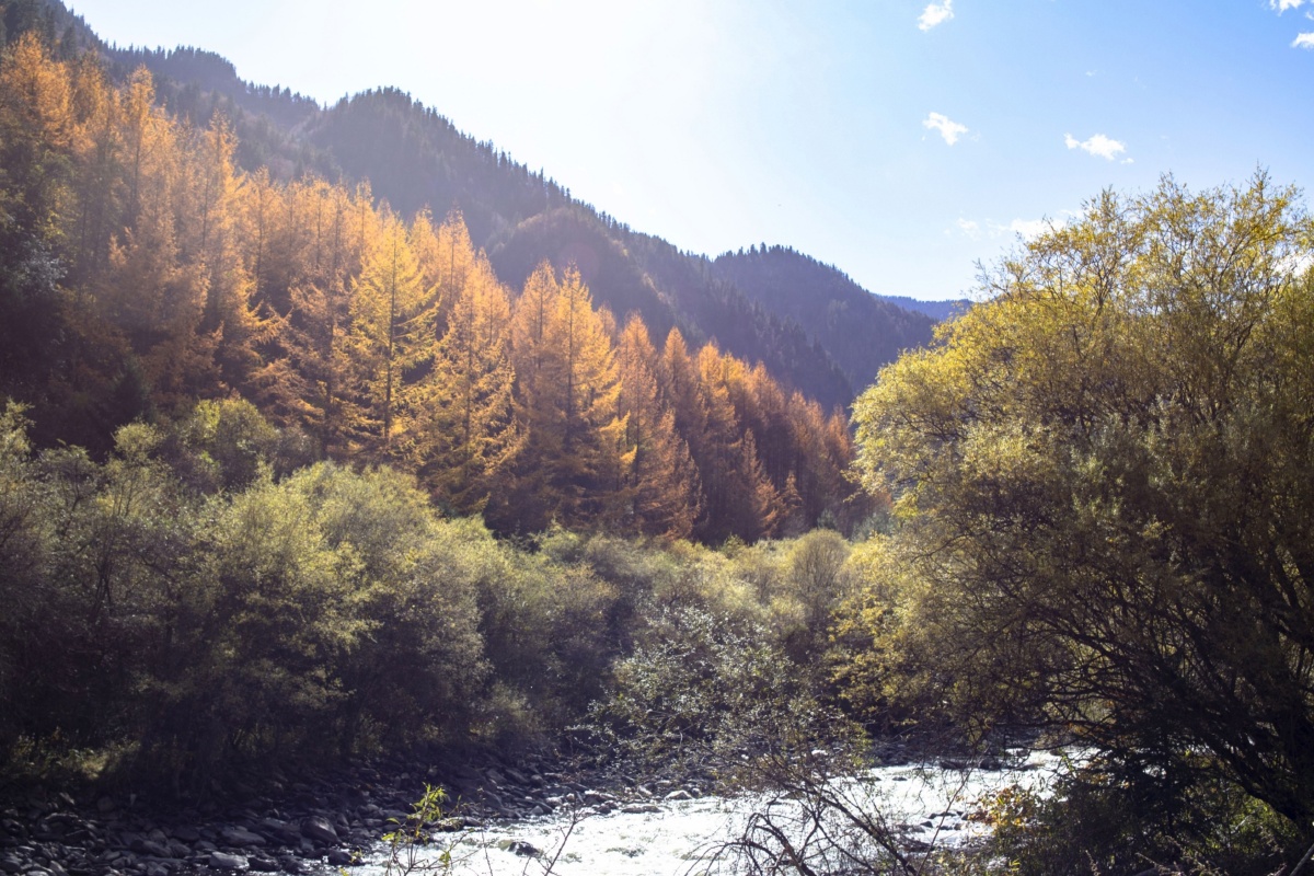 金秋阳光洒在树叶上