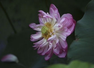 2010530