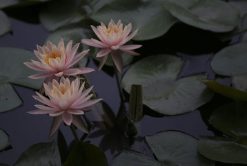 2010531