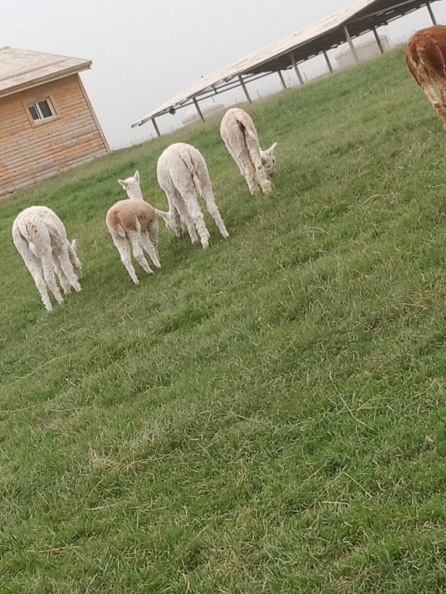 河南牛羊驴养殖基地