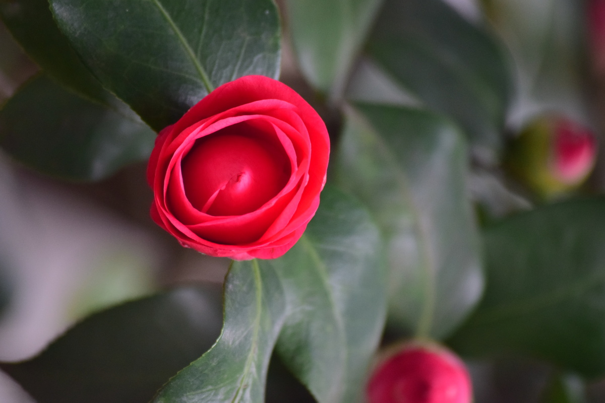 灿烂花开红色山茶花