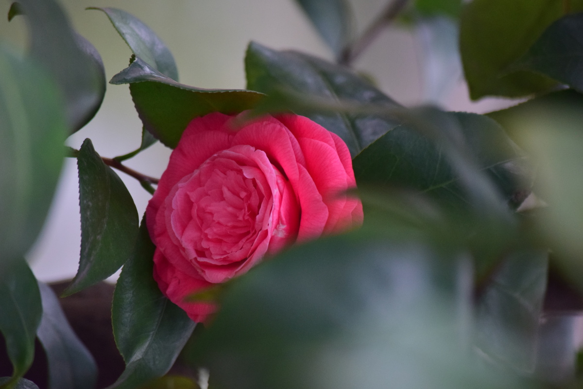 灿烂花开红色山茶花