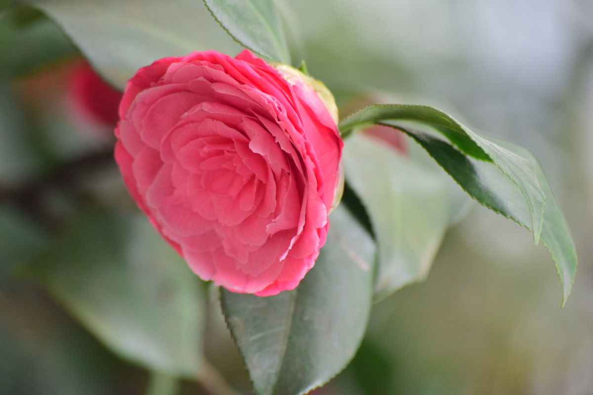 灿烂花开红色山茶花