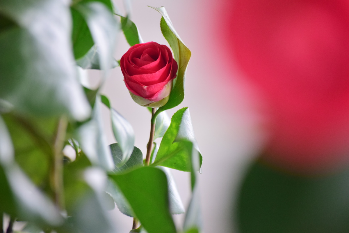 灿烂花开红色山茶花