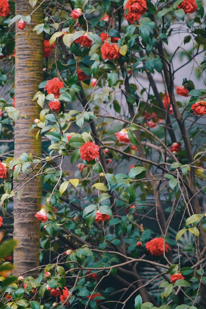 灿烂花开红色山茶花