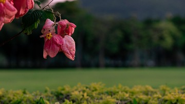 DSC01016