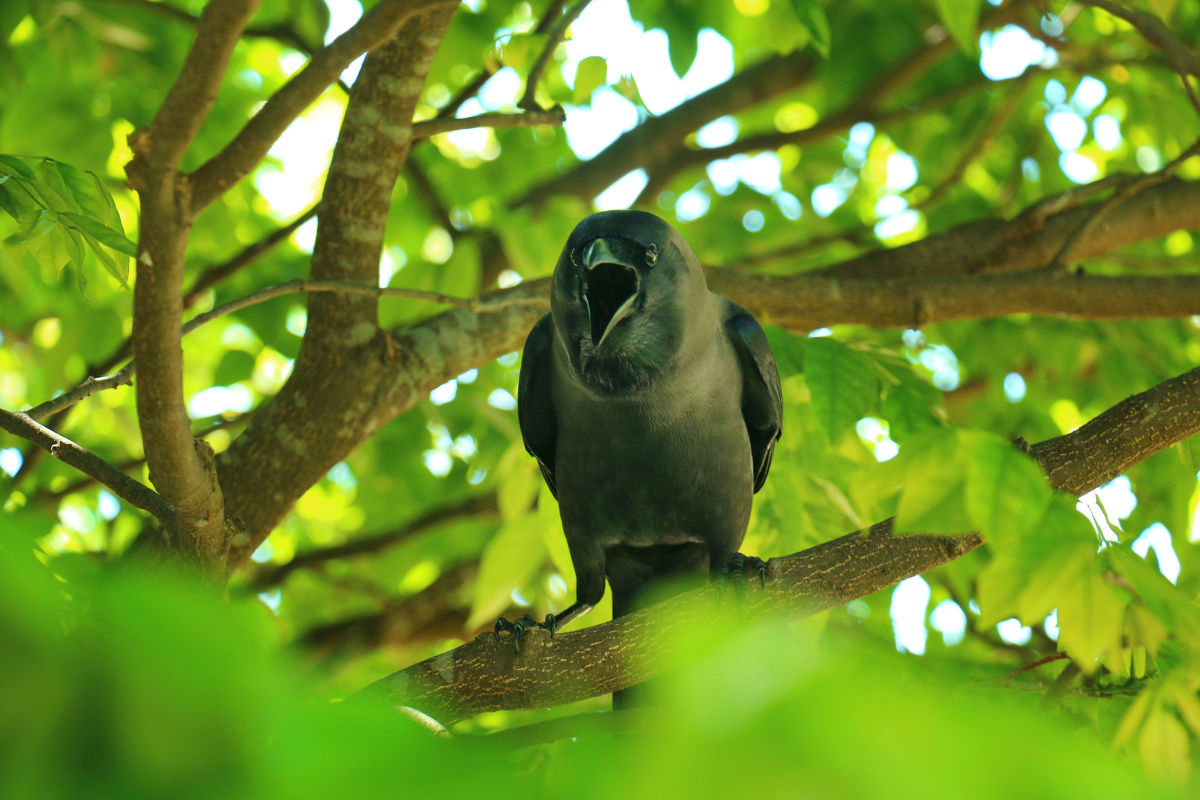 呱- emeraldsword - 图虫