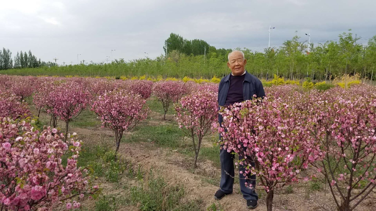 睢县绿化苗木种植基地