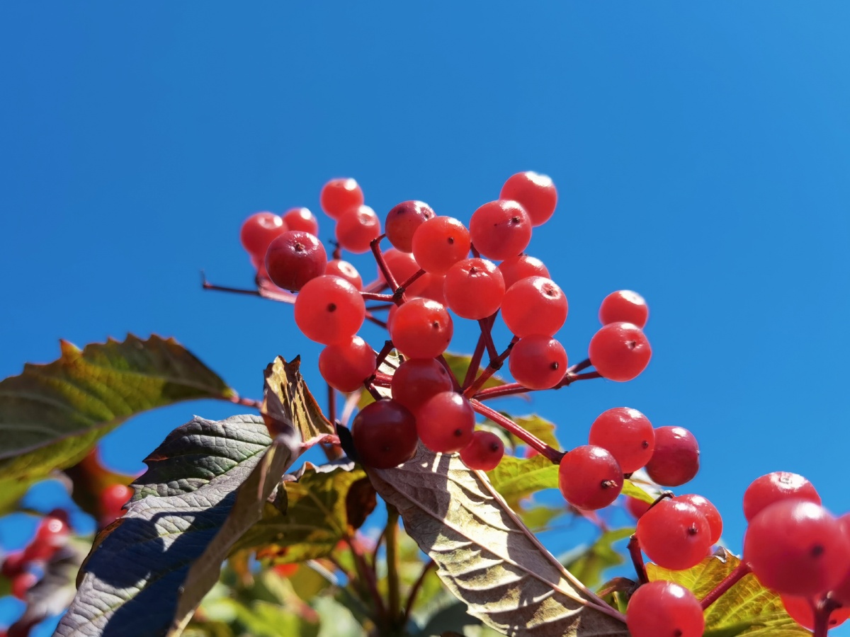 秦岭野果天目琼花鸡树条