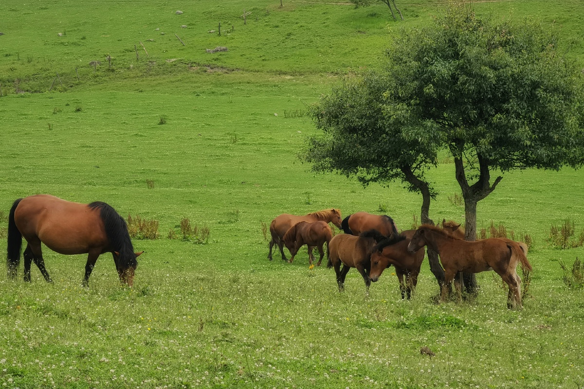 草原上的马群 - zest099 - 图虫