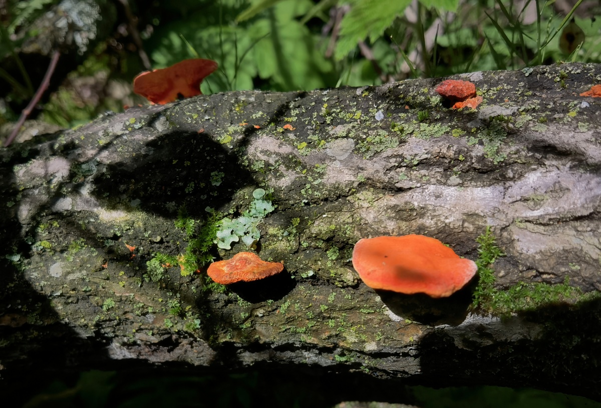 秦岭山中枯树上的菌类