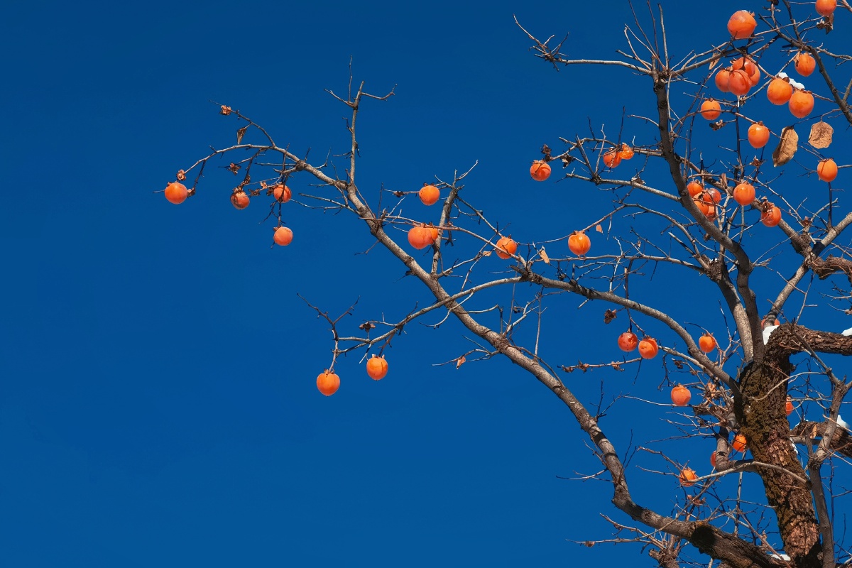 枝头柿子高高挂柿柿如意