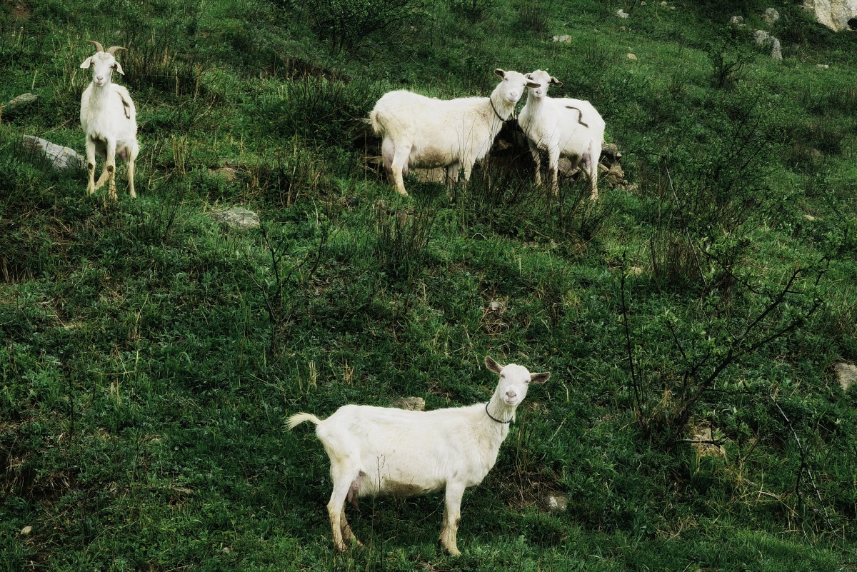 几只看起来很有喜感的秦岭山羊