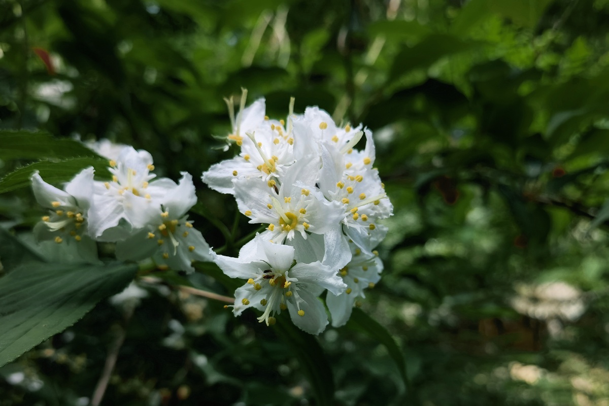 秦岭野生植物光萼溲疏