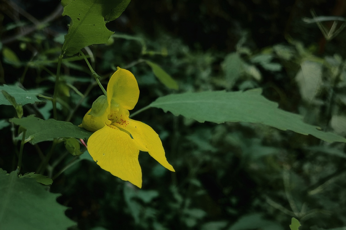 秦岭野花水金凤花