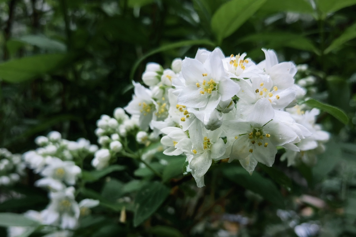 秦岭野生植物光萼溲疏