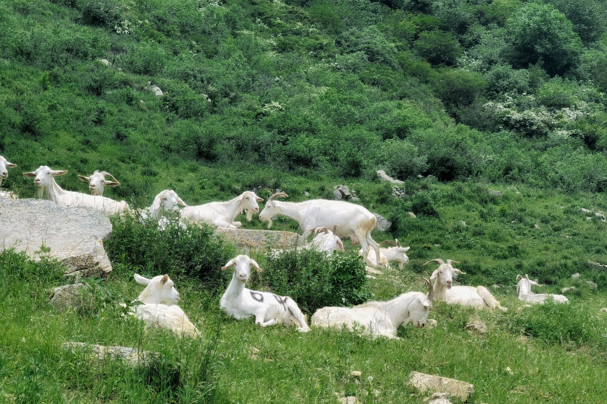 秦岭山里拦路的山羊