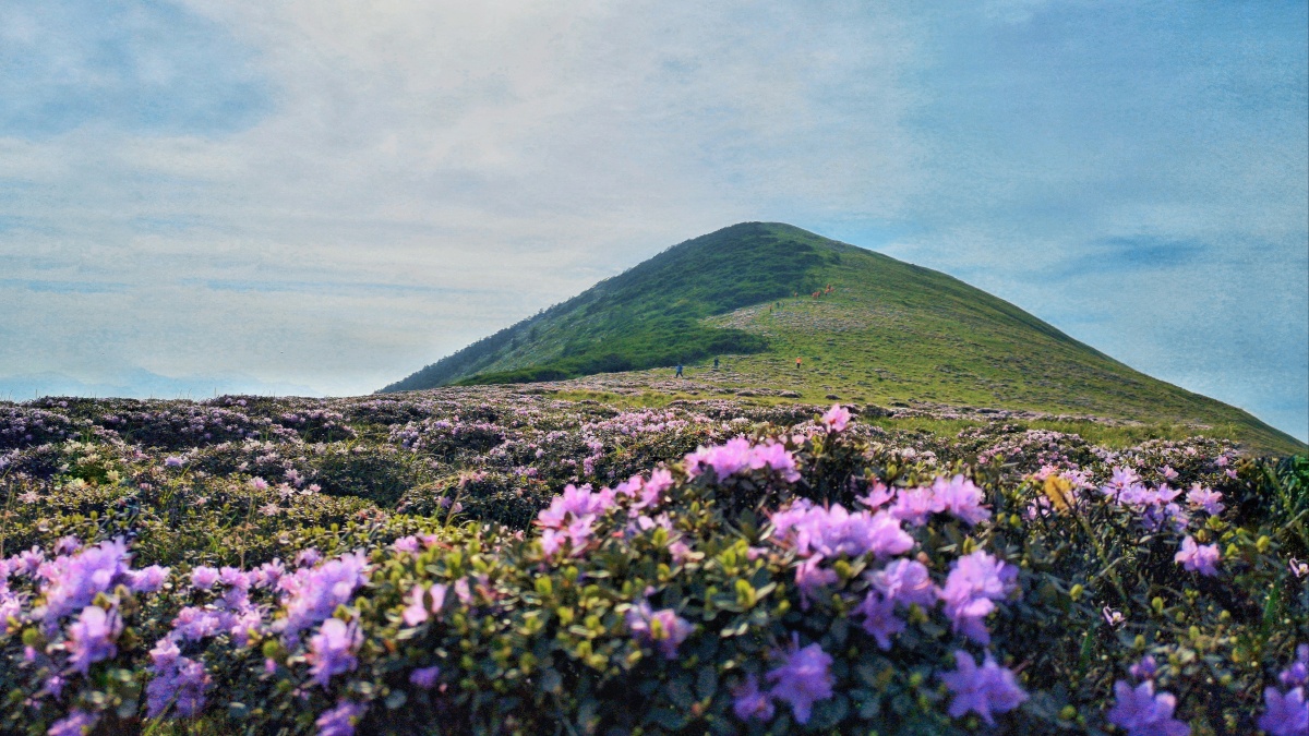 秦岭西梁高山杜鹃花海 - zest099 - 图虫