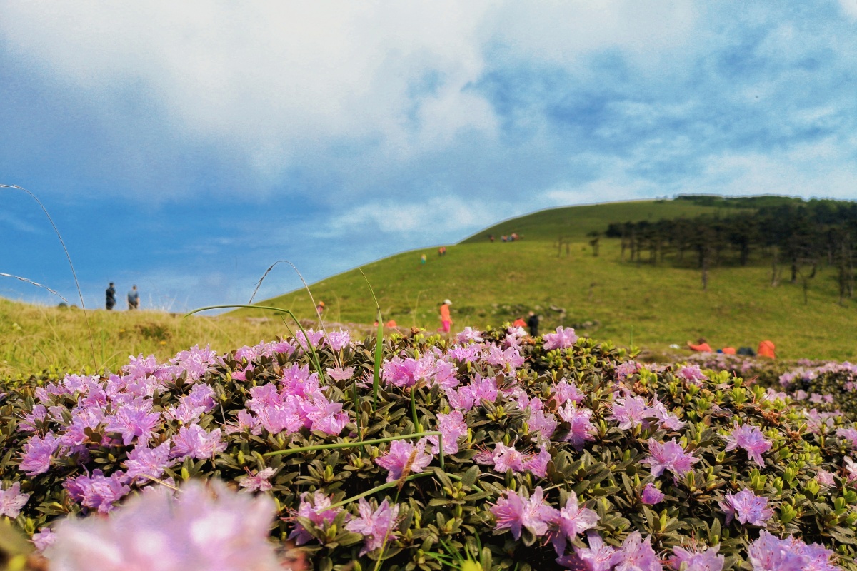 秦岭南梁高山杜鹃花海